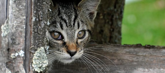 farm cat