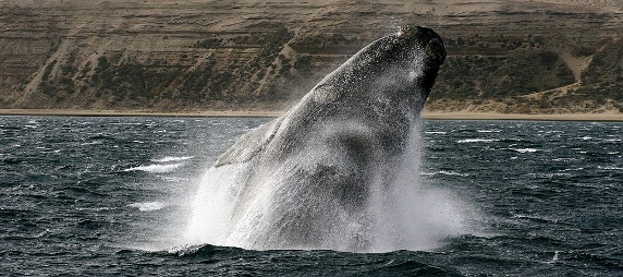 jumping right whale