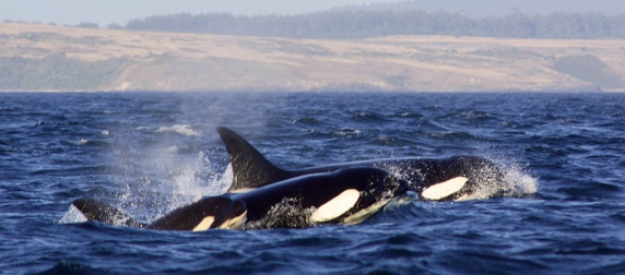 orca pod