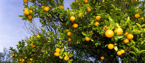 orange tree