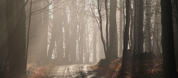 Vermont trail with fog