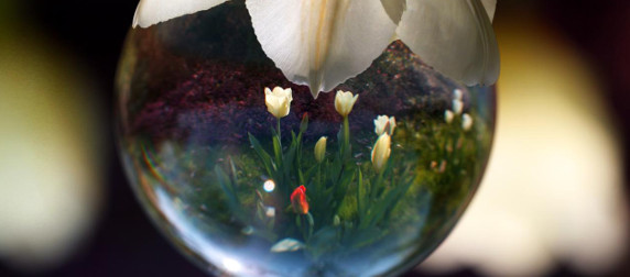 spherical droplet framing tulips