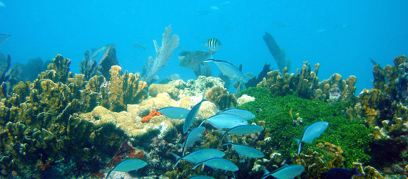 a school of fish swimming in front of a coral reef