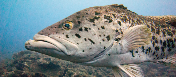 grouper, viewed underwater