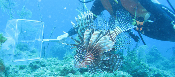 lionfish swimming into a scuba diver's handheld net