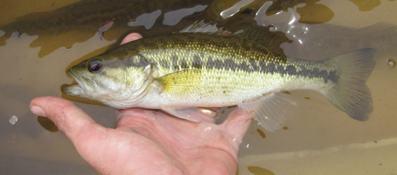 a Florida choctaw bass held in the palm of a person's hand