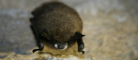 little brown bat with White-Nose Syndrome