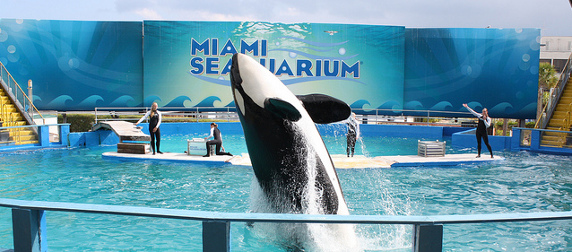 an orca breaching the water in a Miami Seaquarium pool, with trainers in the background