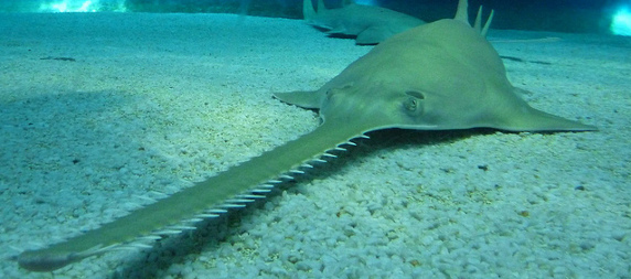 sawfish viewed underwater