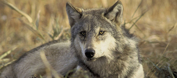 gray wolf lying among dry, tall grass