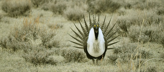 male greater sage grouse displaying plumage