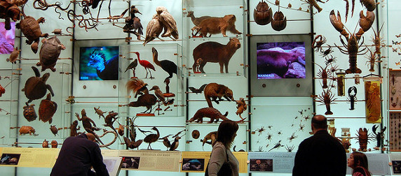 specimens on display at the American Museum of Natural History, with patrons in the foreground