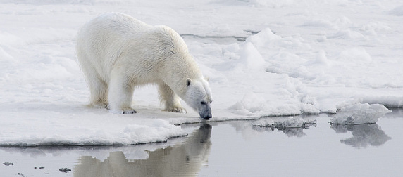 polar bear drinking water while standing on the edge of an ice floe