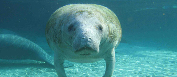 Florida manatee viewed head-on underwater