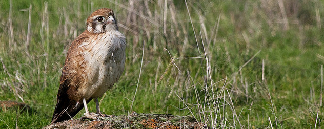 a brown falcon, perched on the ground