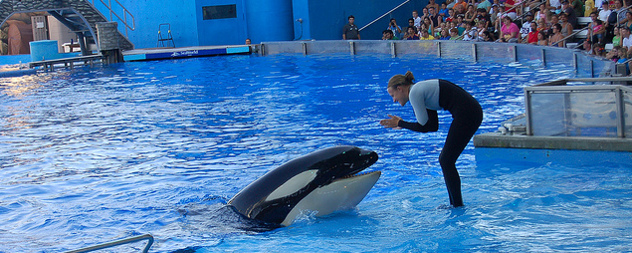 SeaWorld trainer interacting with an orca at a park show