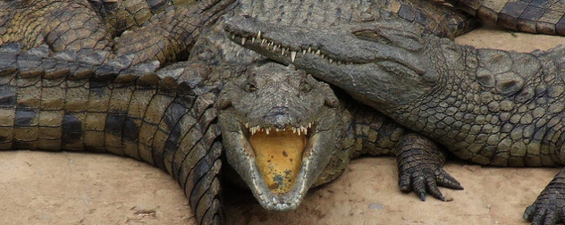 Nile crocodiles basking in a pile