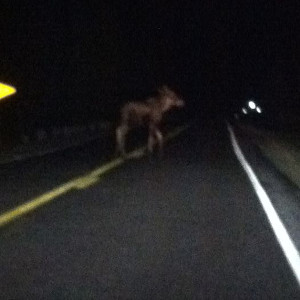 moose crossing the highway in 'Moose Alley'