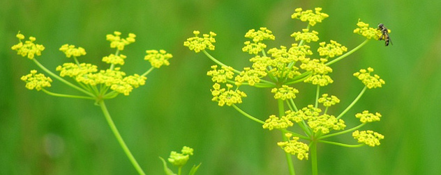 detailed view of wild parsnip flowers and a bee