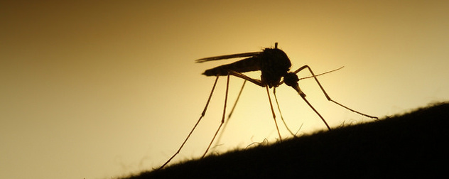 sillhouette of a mosquito against a yellow background