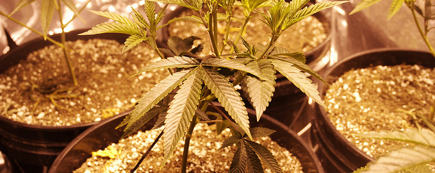 marijuana plants growing in pots