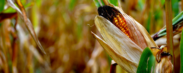 ear of corn ripening on the plant