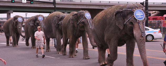 Elephants with headdresses that read 'The Greatest Show on Earth' walk in line on a city street