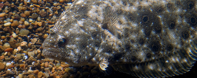 close view of a summer flounder in an aquarium setting