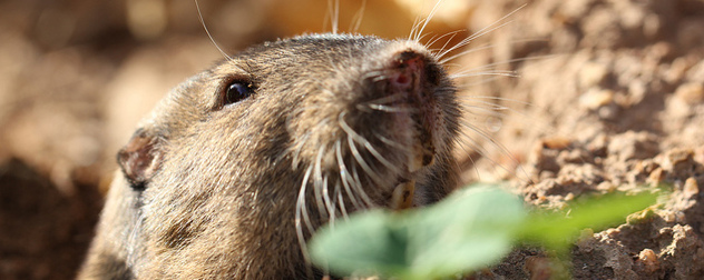 close view of a gopher