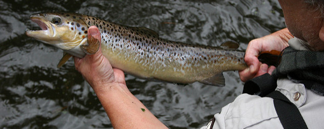 USFWS employee holding an Atlantic salmon above moving water