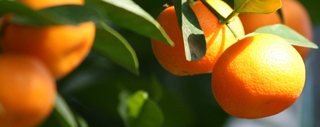 oranges growing on a tree