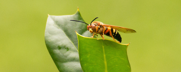 cicada killer wasp on a leaf