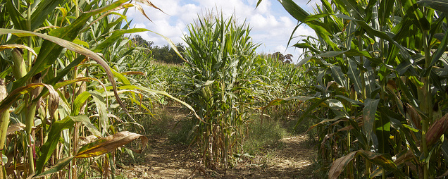 diverging path in a corn maze