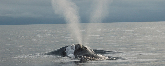right whale blowing in a classic v-shaped pattern