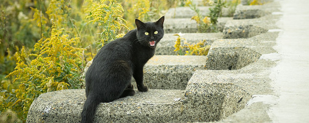 yowling black cat on outdoor stone steps