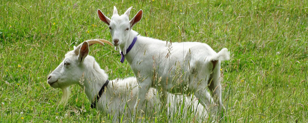 two white goats in a grassy field