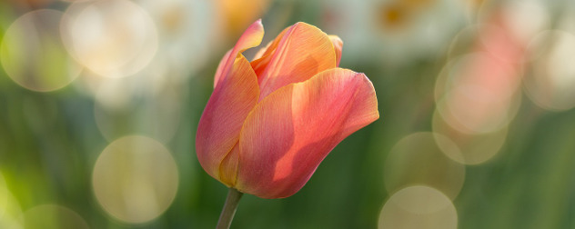 tulip