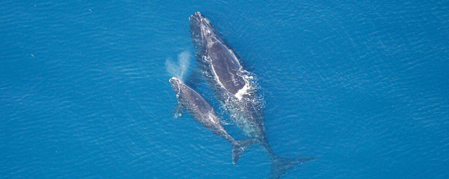 North Atlantic right whale mother and calf, photographed from above