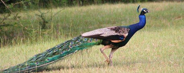 peacock, viewed in profile