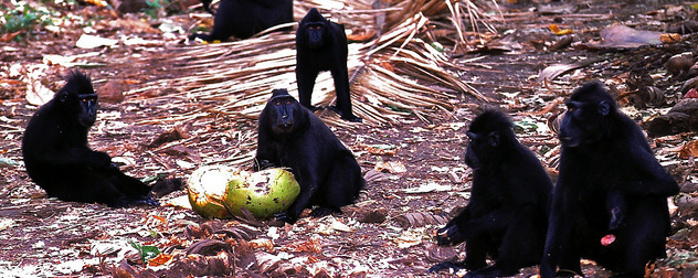 group of crested macaques in the wild