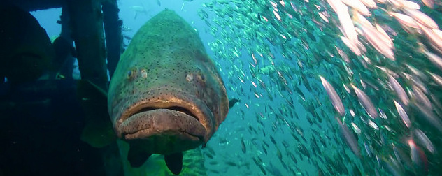 goliath grouper viewed head-on