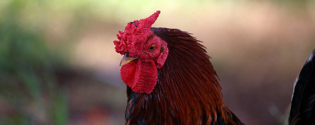 view of a rooster face in profile