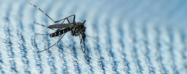 mosquito on a blue striped fabric