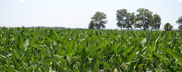 soybean field