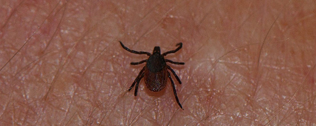 close view of tick on human skin