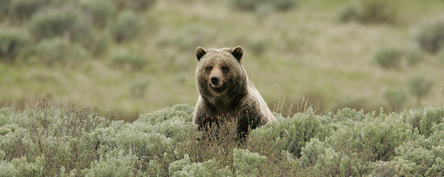 grizzly bear seated among brush