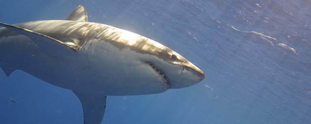 great white shark