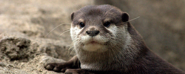 detail of a river otter