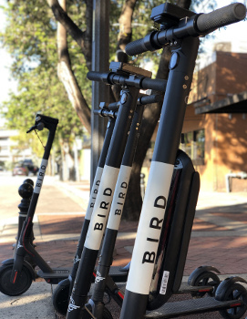 Bird electric scooters parked on a Fort Lauderdale sidewalk.