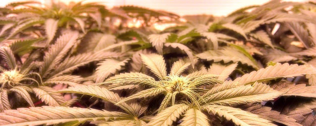 cannabis plants.